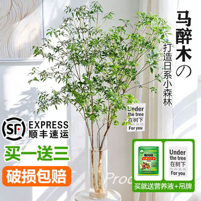 马醉木水培植物鲜切枝条盆栽活树室内小绿植日本吊钟树苗客厅