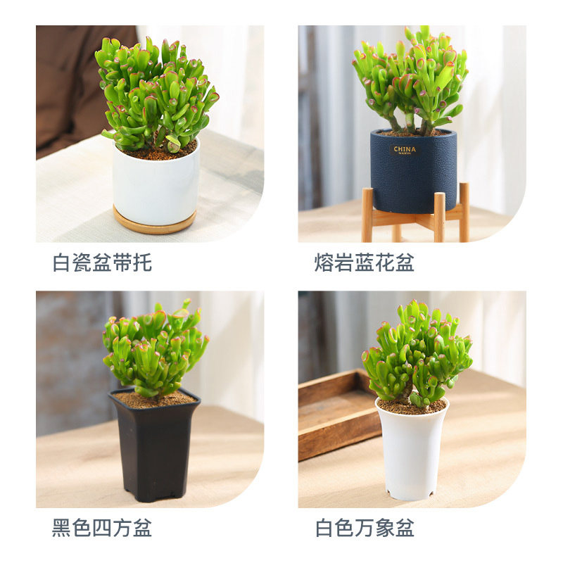 新品吸财树老桩多肉植物盆栽室内筒叶花K月花卉盆栽含花盆种好发