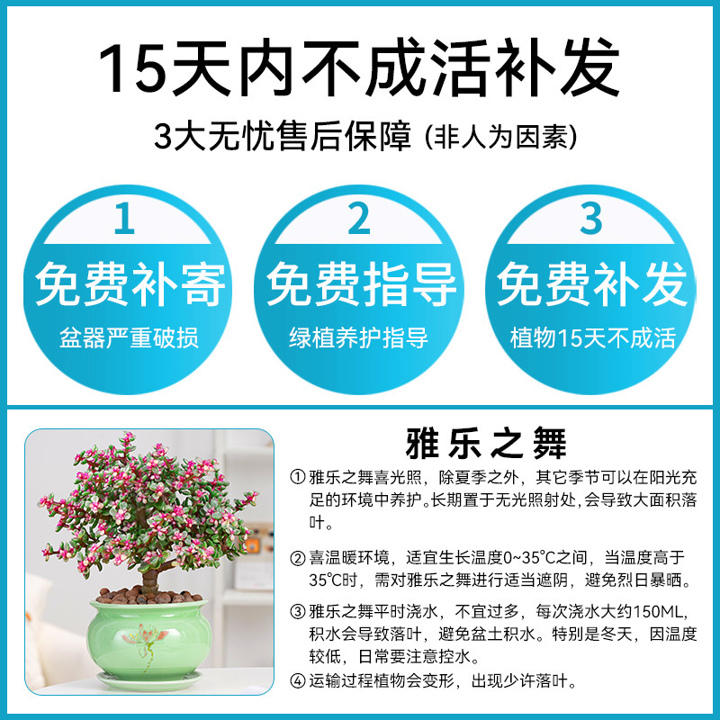 现货金枝玉叶盆栽多肉植物老桩A雅乐之舞办公室阳台窗台耐旱好养