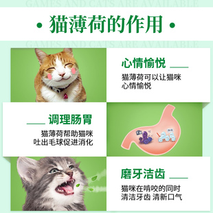 猫玩具猫薄荷球逗猫棒小猫磨牙棒耐咬啃咬猫咪自嗨用品猫糖舔舔乐