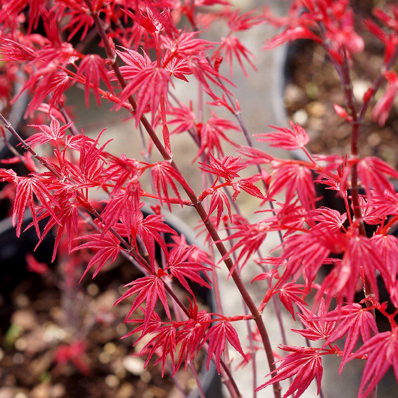 日本进口【直播专拍改价链接】日本红枫红小袖进口枫树品种正红盆