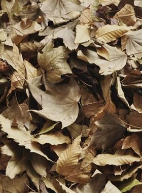 天然条形干枯树叶子枯叶落叶拍摄影道具橱窗热带雨林鱼缸造景装饰