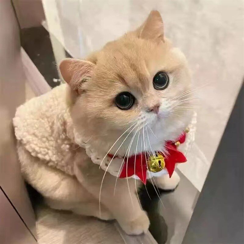 曼基康矮脚猫咪专用衣服秋冬装保暖背心宠物拿破仑短腿米努特猫衣图片
