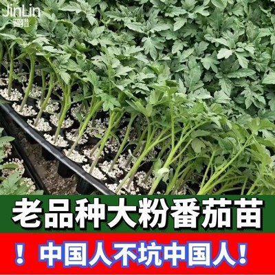 现货速发大粉果西红柿番茄苗子毛粉沙瓤番茄高硬度四季盆栽草莓番