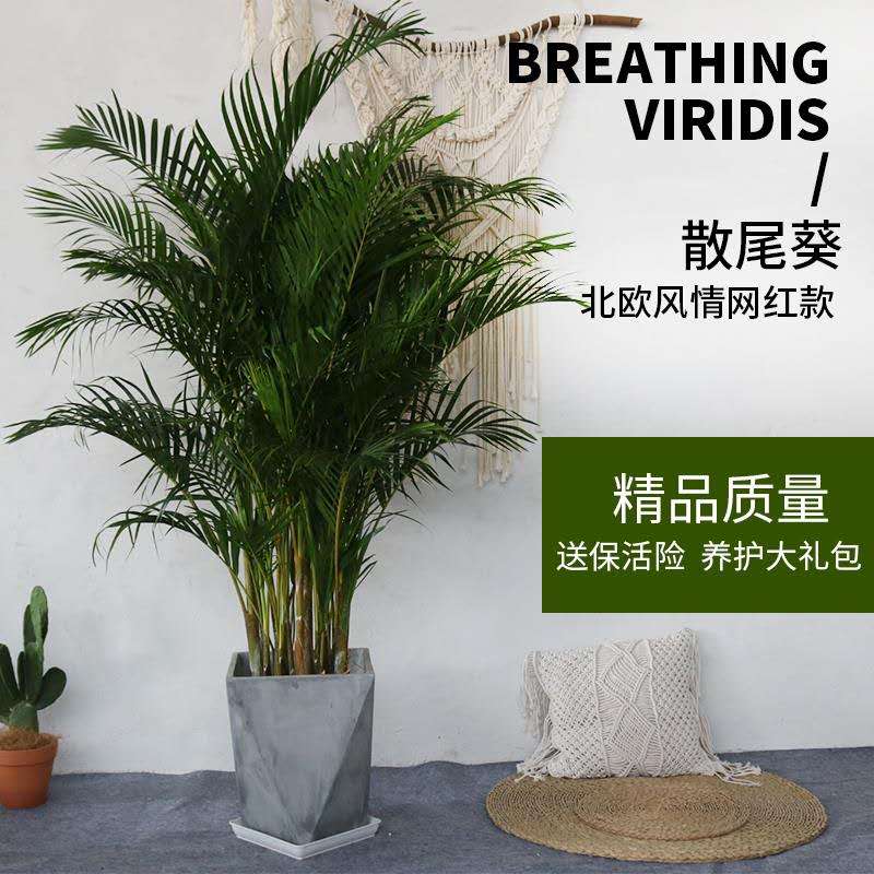 散尾葵盆栽凤尾竹室内大型t植物花卉乔迁送礼吸甲醛加湿办公室绿
