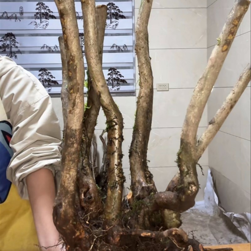 大别山映山红盆景素材桩新鲜造型多杆盆景生桩练手好活2-4杆随机