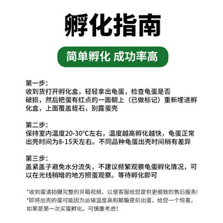 推荐可孵化乌龟蛋鳄龟花龟中华草龟活体巴西龟受精蛋墨龟深水黄耳