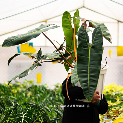 浇浇植物橙柄蔓绿绒橙柄锦天南星科花叶锦化观叶原种进口热植盆栽