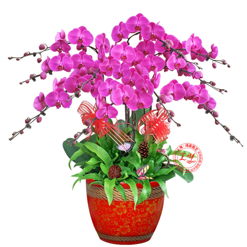 蝴蝶兰盆栽 带花苞高档兰花室内植d物盆景 开业乔迁绿植年宵花卉