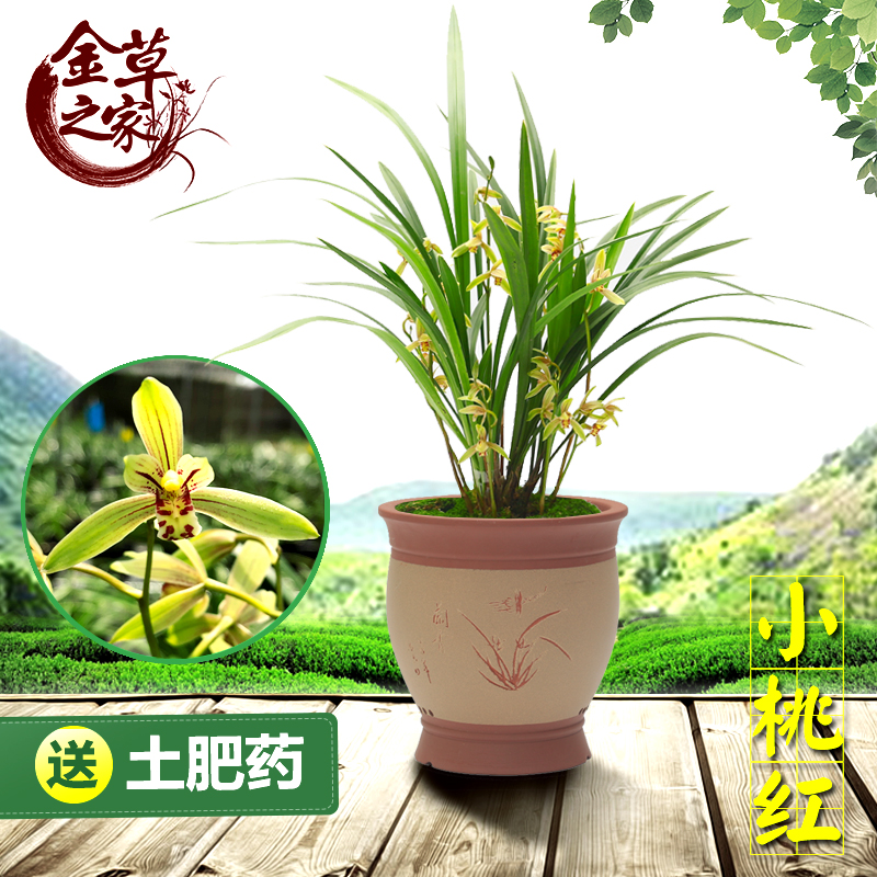 兰花建兰铁骨素心带花苞耐寒四z季兰开花浓香室内阳台绿植花卉盆