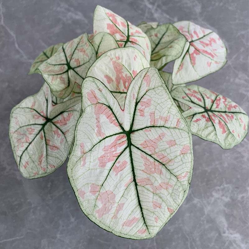 推荐草莓之心五彩彩叶芋花卉桌面阳台办公室耐热好养易活观叶美观