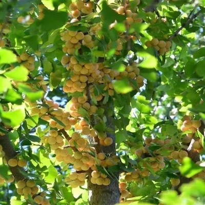 新疆银杏树小苗大树庭院银杏树苗风景树景观树园林绿化植物行