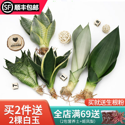 金边虎皮兰盆栽植物室内花卉防辐射小绿植吸除甲醛虎尾兰好养裸苗