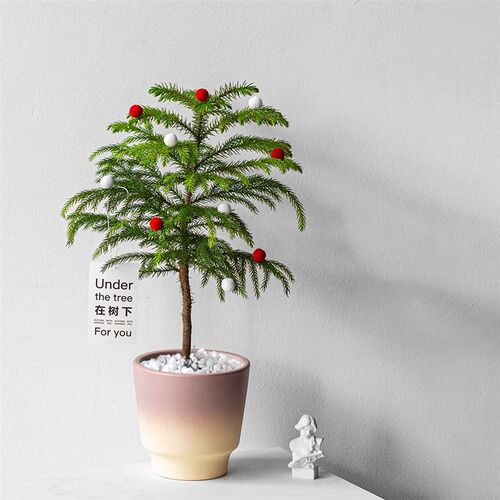 安第斯花园 南洋杉 圣诞树 室内绿植花卉 办公室盆栽 圣诞节礼物