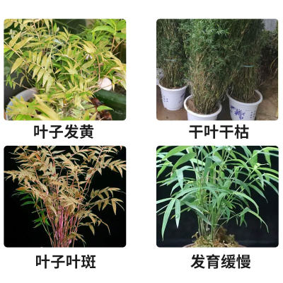 竹子专用营养液预防黄叶掉叶枯叶干F尖促进生长植物通用免稀释肥