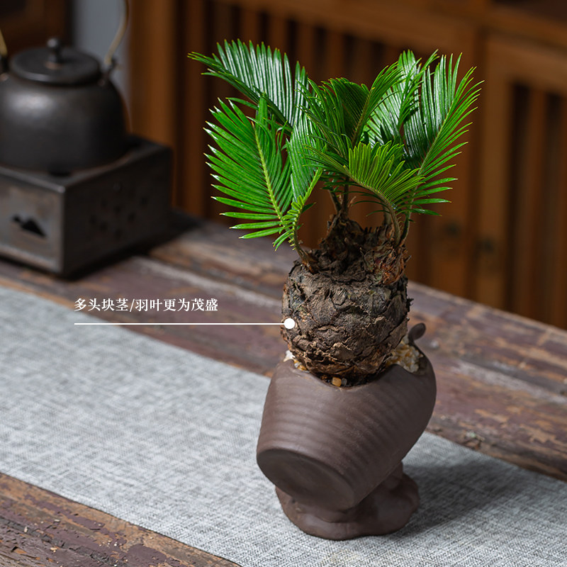 稀有多头铁树盆景室内书房好养新c中式禅意植物盆栽四季常青吸甲