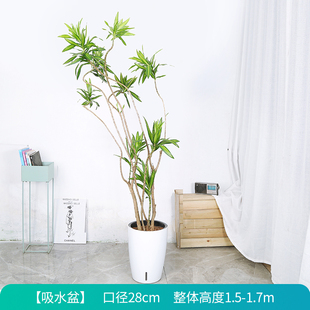 百合竹大盆栽落地老桩拍真花卉厅客绿植室内大型植一物