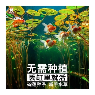 饰造景池塘水草净化水质 极速鱼池水生植物室外无土庭院户外鱼缸装