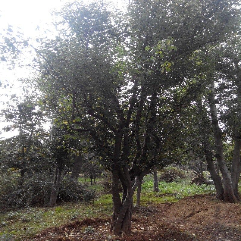 供应绿化苗木 大规格乔木 移栽成活 大木瓜树