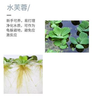 新品浮萍水草养龟套餐鱼缸古法养鱼净化水质水培水芙蓉圆心萍龟缸