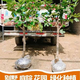 速发无花果树果苗当年结果南w方北方四季 盆栽地栽种植苗波姬红特