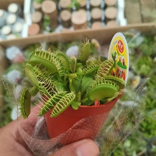 食虫植物 瓶子草 食虫草会动扑蝇草桌面绿植盆栽 猪笼草 捕蝇草
