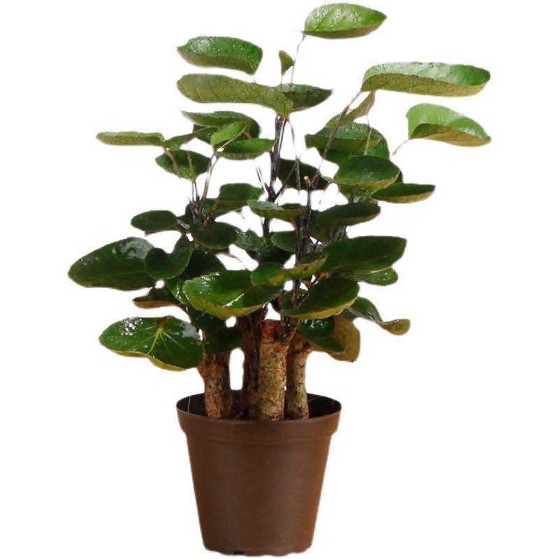 金钱兜盆栽福禄圆叶桐钱树金钱树发财树室内客厅绿植花卉园艺植物,鲜花速递/花卉仿真/绿植园艺,造型盆景,淘宝优惠券,粉丝福利购,淘宝优惠卷