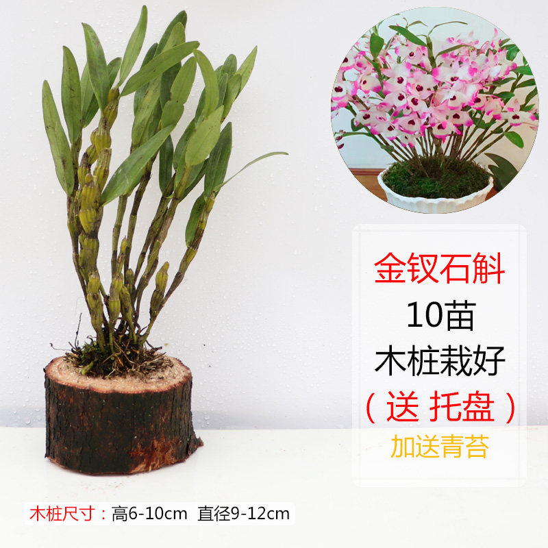 小众高货精选石斛木桩栽好铁皮石斛金钗鼓槌报春玫瑰天宫兰苗花卉