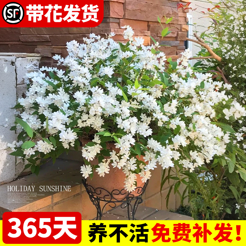 速发冰生溲疏雪樱花阳台盆栽花卉重瓣绣线菊黄金喷泉四季植物庭院