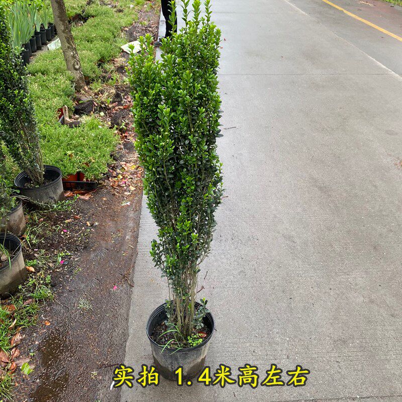 庭院篱笆墙隔断墙植物直立冬青大苗耐寒多年生美观净化空气易成活