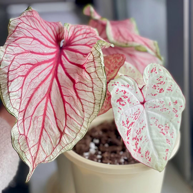 彩叶芋种球c盆栽白色恋人海芋绿植室内客厅竹芋植物花卉四季好养