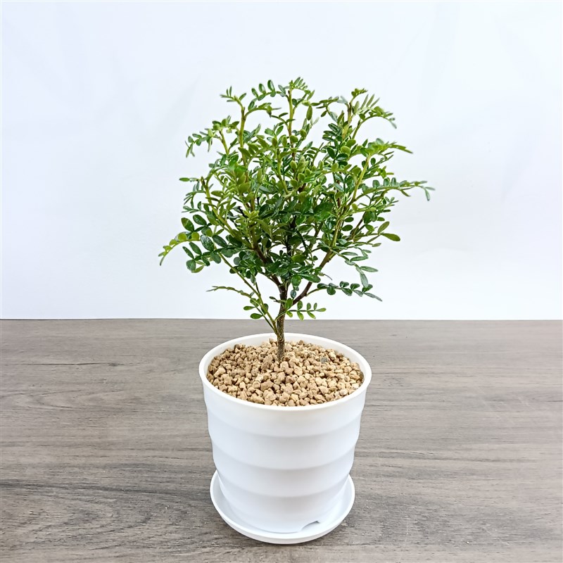 正宗清香胡椒木盆栽花卉室内外驱蚊草植物树苗老桩盆景九里香绿植