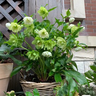 四季铁筷子盆栽冬日玫瑰花苗耐寒植物花期超长室内庭院阳台花卉