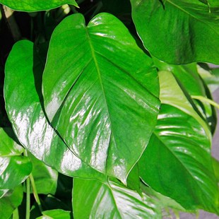 柱状大绿萝苗大叶盆栽 室内客厅走廊绿植树植物净化空气吸甲醛