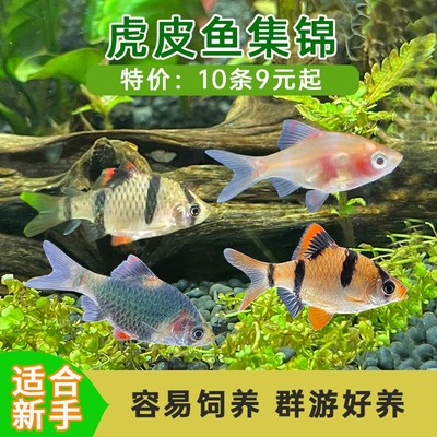 厂家8/四间虎皮鱼小型好养耐活草缸群游鱼金虎蓝虎淡水新手热带观