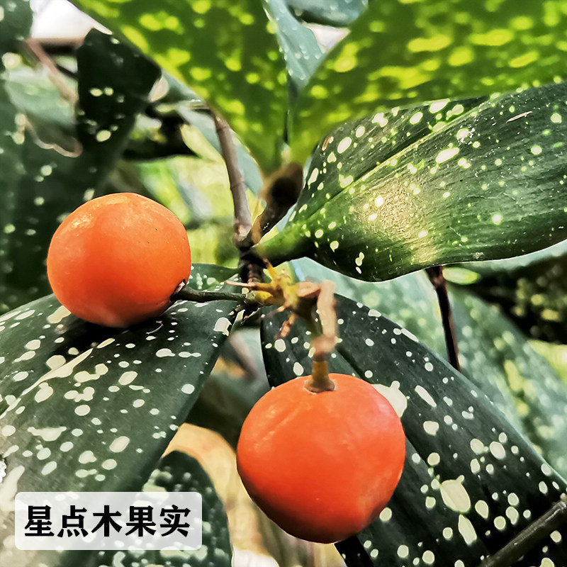 星点木锦叶室内桌面绿植星虎斑木a耐阴易养客厅卧室吸甲醛观叶植