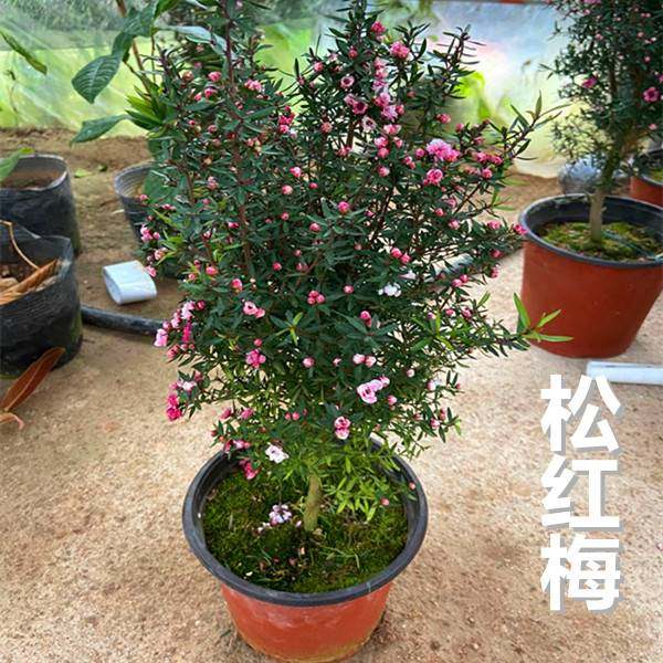 松红梅盆栽带花苞室外耐寒耐热花期超长的花卉绿植阳台好养耐旱