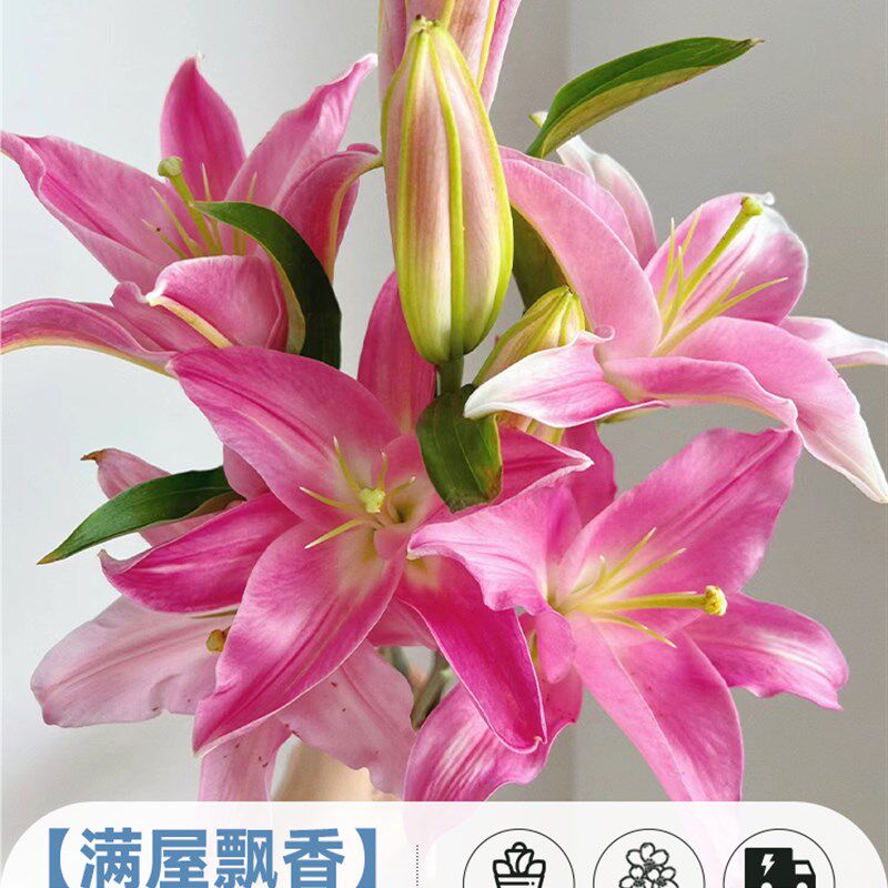 现货黄天霸百合花黄色香水百合鲜花多头云南基地r直发家用插瓶水