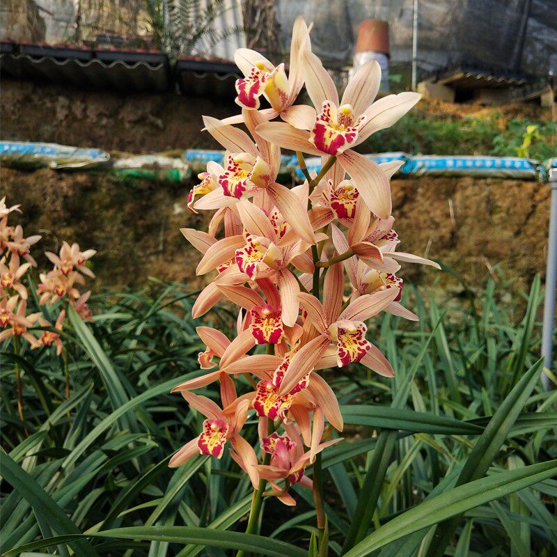 红粉佳人兰花苗盆栽四季兰草名贵浓香型花苞建兰好养室内花卉绿植