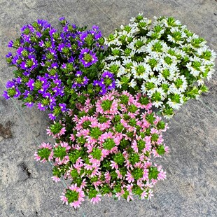 草海桐半扇花盆栽蓝扇花庭院阳台花园多年生四季花卉耐热带花发货