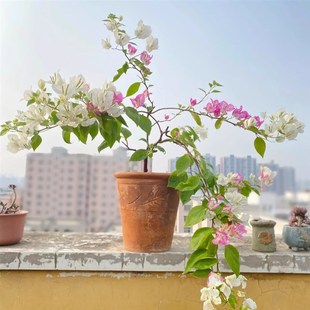 勤花品种四季 椰子冰三角梅飘枝爬藤垂钓阳台 开花原生多色复色花