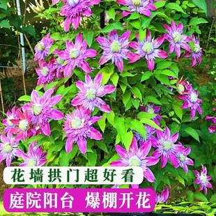 紫冬铁线莲小苗花卉盆栽二类皇帝美佐士风之森林庭院阳台爬藤植物