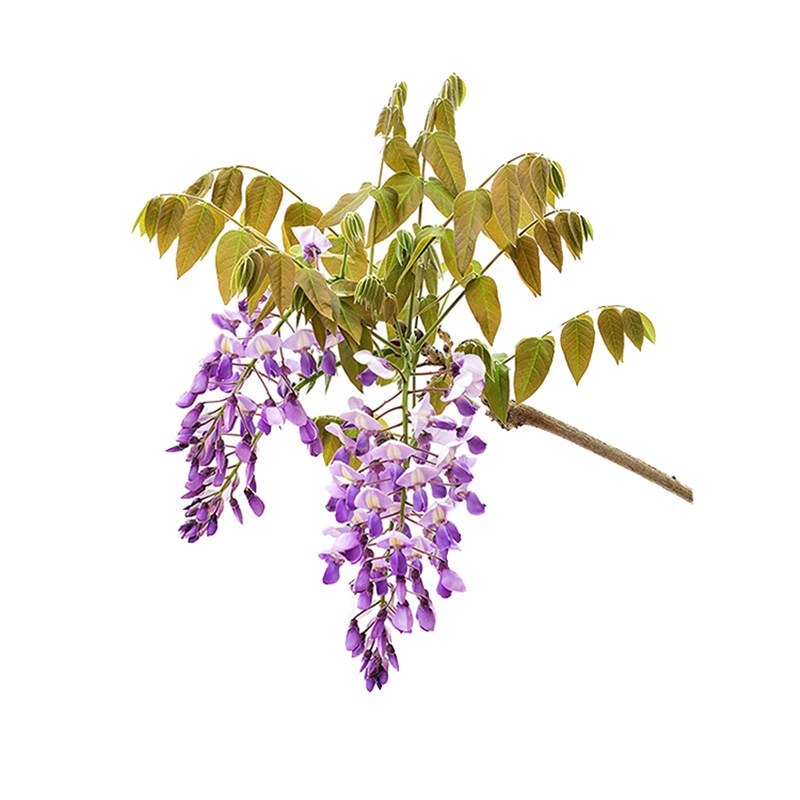 普罗旺斯紫藤花树苗室外庭院阳台攀援爬藤耐寒花卉植物好养易活