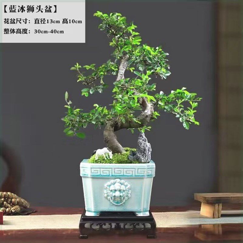 小众高货小叶榆树老桩盆景适合懒人养的植物茶桌绿植摆件小树盆栽