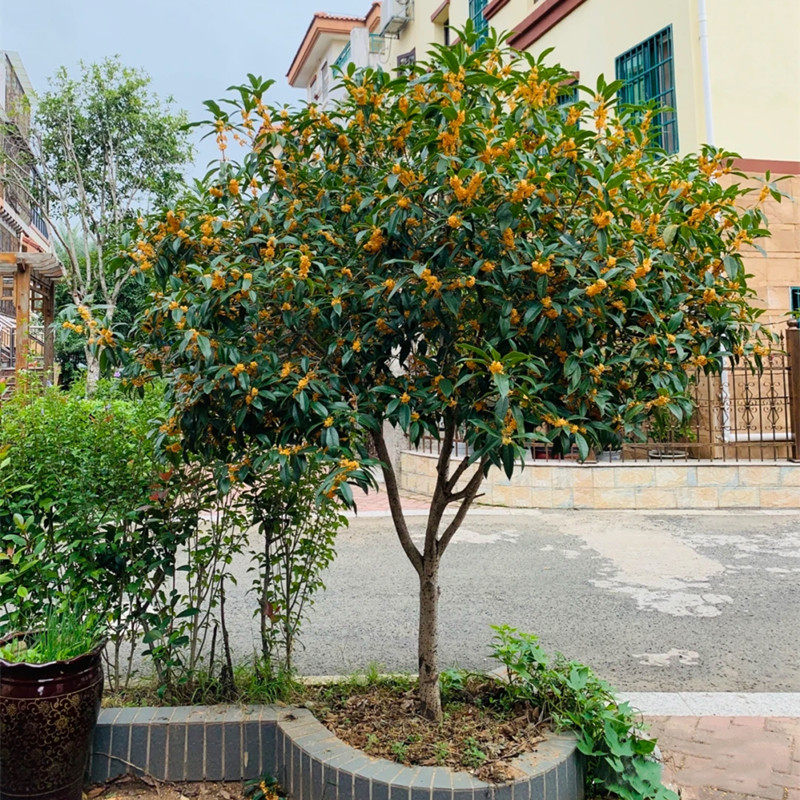 四季桂花树苗盆栽阳台庭院地栽常青浓香花卉植物金桂丹桂老桩盆景