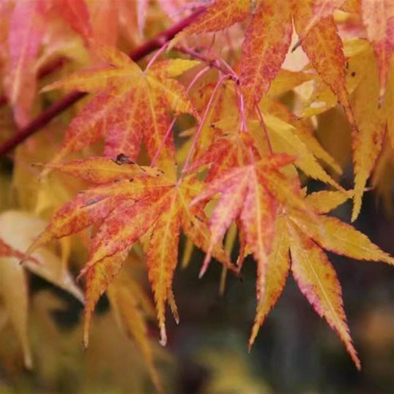 日本红枫 日本日出 红枫树 盆景j园艺素材枫树四季红枫树
