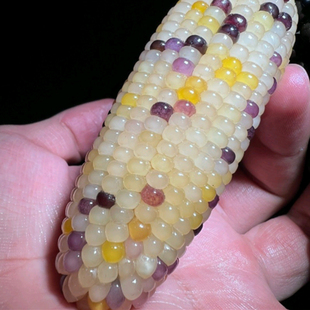 厂家文玩真玉米手把件七彩宝石把件多彩小宝石玉米把件盘玩迷你种