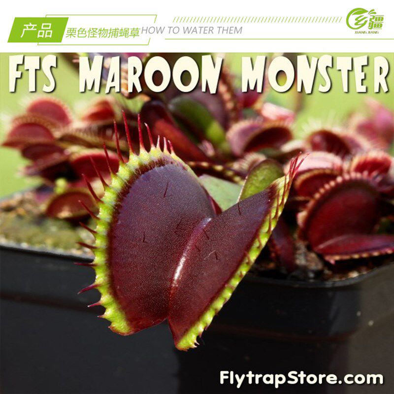 基地直销【栗色怪物捕蝇草】食虫植物猪笼草驱蚊草多肉绿植盆栽