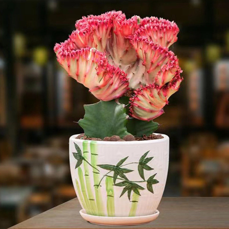 彩麒麟盆栽稀有多肉室内办公室桌面植物仙人掌耐旱开花好养花卉