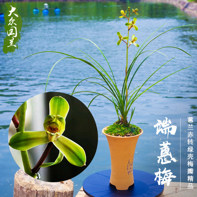【端蕙梅】兰花惠兰名贵盆栽花卉绿植浓香兰花苗带花苞室内细叶
